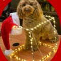 Season’s Greetings